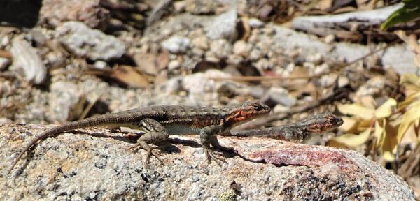 A profile shot of a lizard that looks green with an orange cheek 