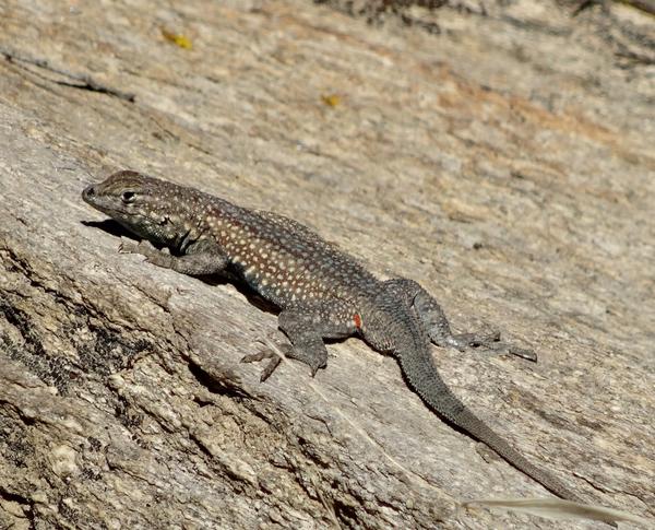 Lizard on a rock