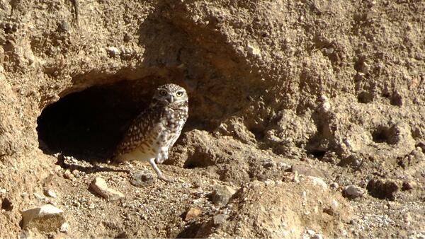 Desert owl next to a burrow 