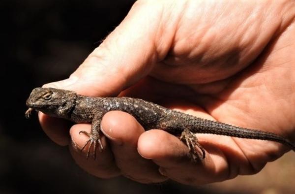 A small brown lizard in someone's hand