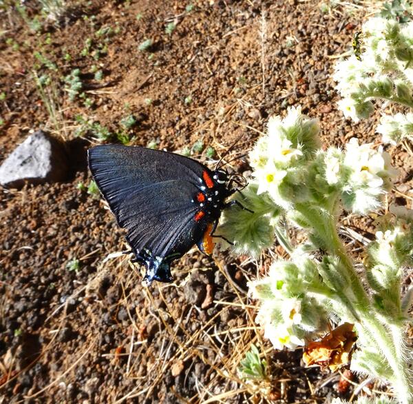 A black butterfly perched on a flowering desert plant 