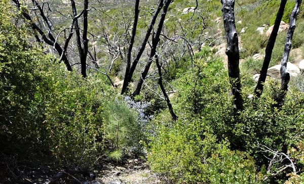 Spitler trail after the fire, where you can see some foliage but a lot of blackened tree trunks