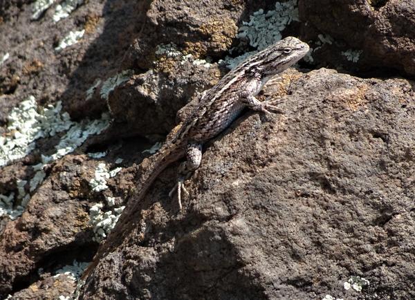 Lizard I can't identify on a rock with lichen 