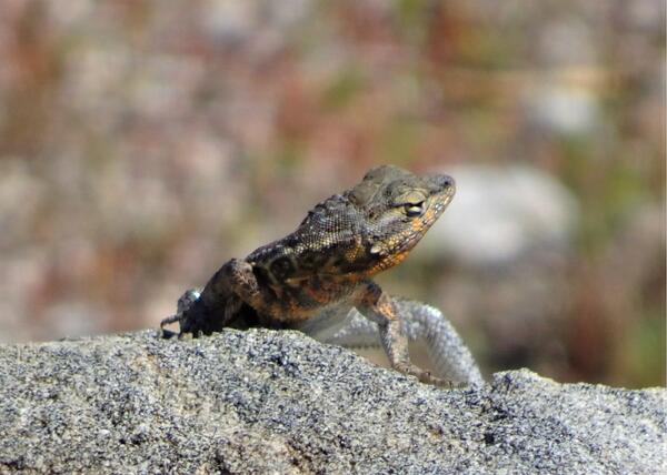 Lizard looking toward one side