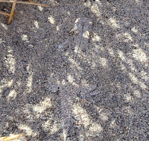 A flat-tailed horned lizard that truly blends into the gravelly rock underneath it