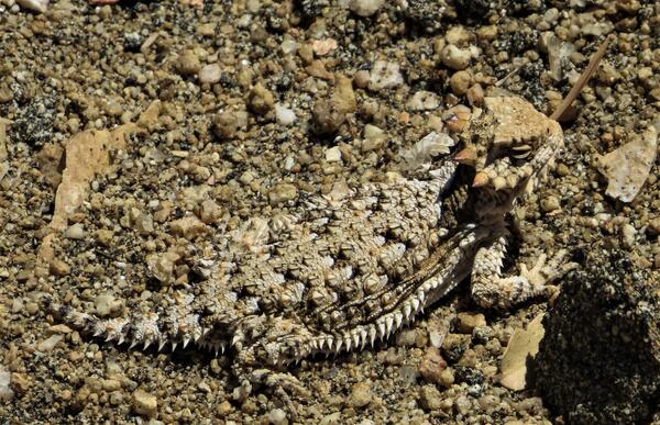 Blaineville's horned lizard