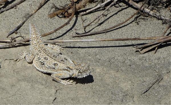 Fringe-toed lizard on the sand. It's approximately the same color as the sand too