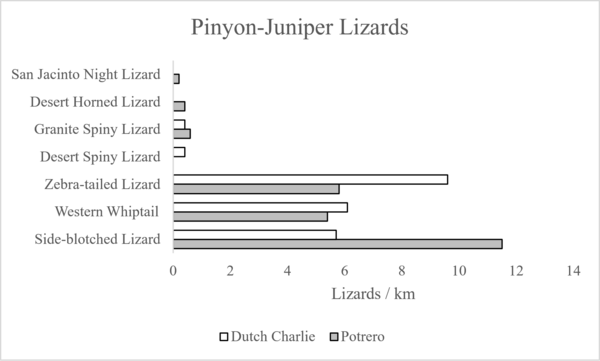 Graphic of pinyon-juniper lizards