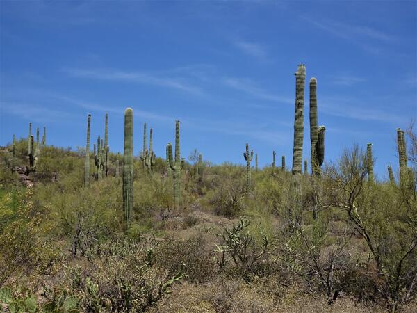 A big field of saguaro