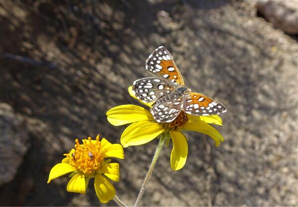 An orangey butterfly with white and black spots on a yellow flower