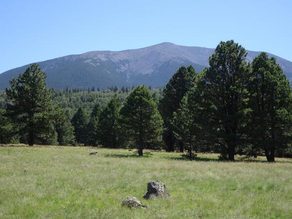 A mountain scene with some conifers in the foreground 