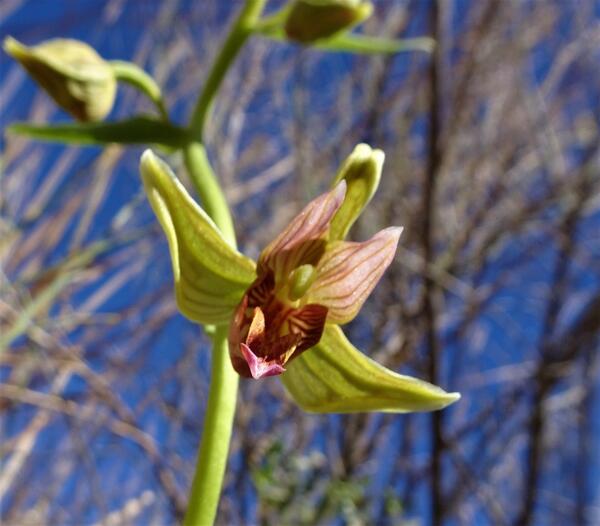 A close-up photo of an orchid, with green and pink petals