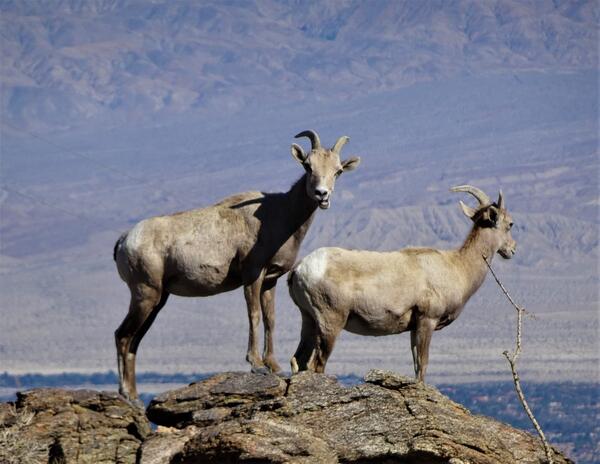 Bighorn sheep atop a mountain 