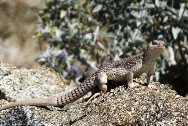 A lizard on a rock