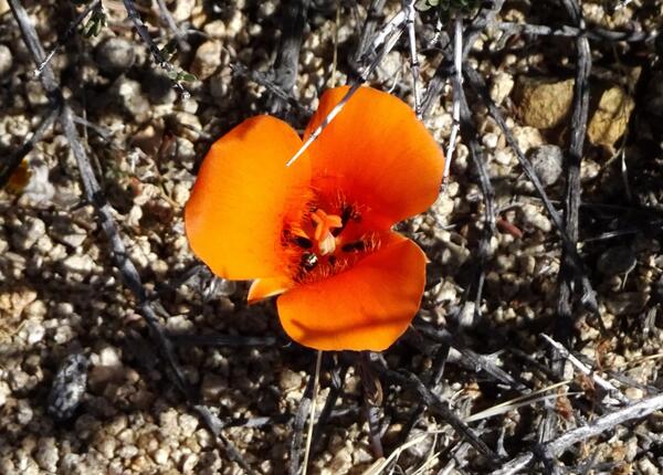 Mariposa lily