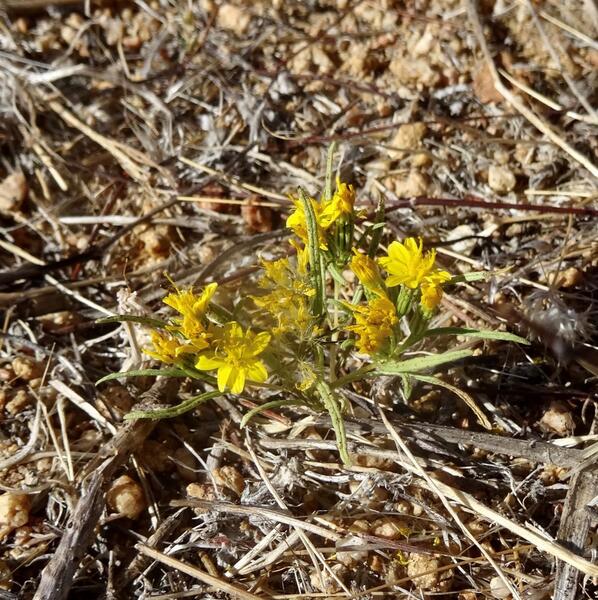 Small yellow flowers on the desert floor