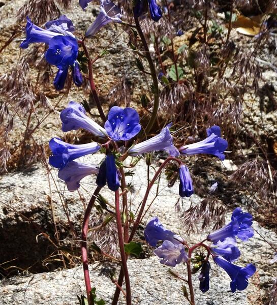 Desert bluebells