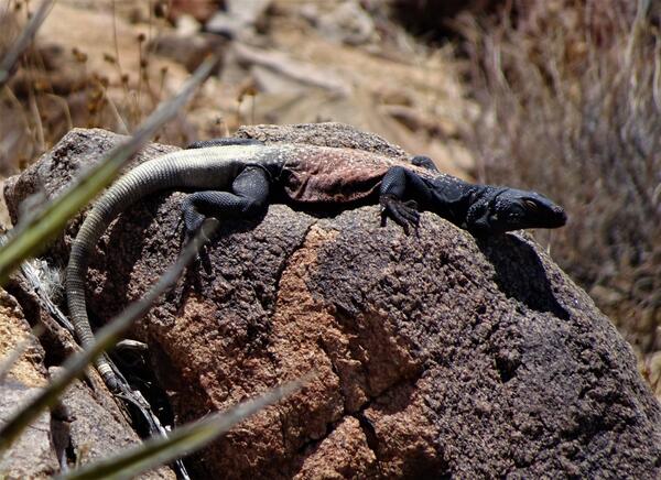 Brown and black lizard that blends in with the rock where it is resting 