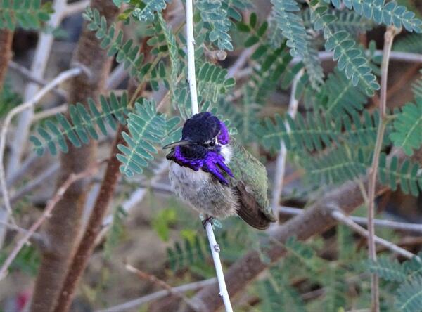 A purple-headed hummingbird