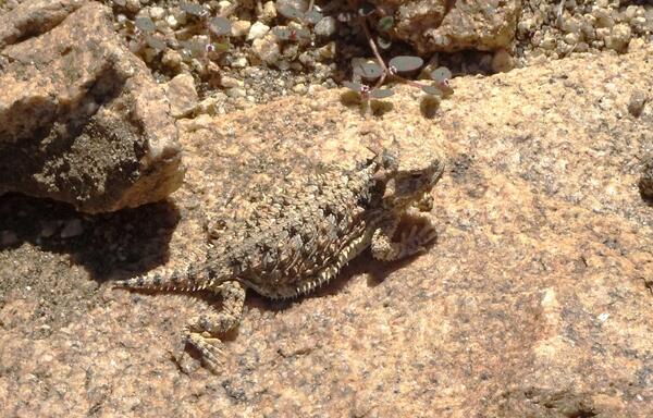 Blaineville's horned lizard on the rocky ground