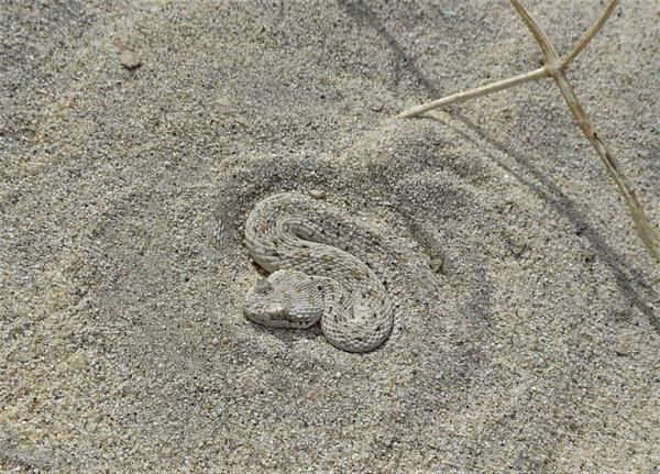 Truly a frightening snake almost buried in the sand in the desert