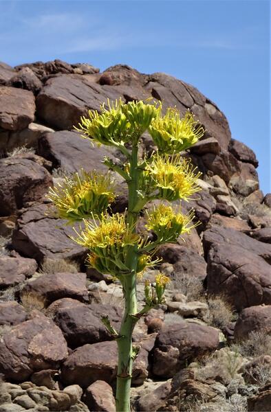 Yellow flower against a backdrop of rocks 