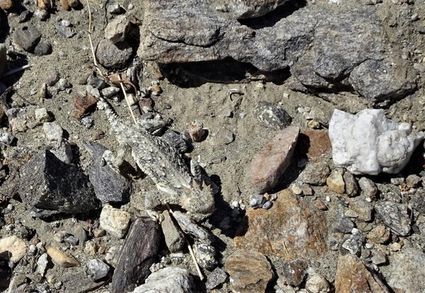 Smaller horned lizard