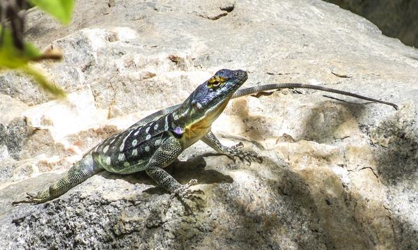 A colorful lizard with a yellow throat 