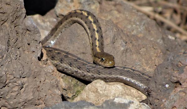 A sithering snake on a brown rock in the desert 