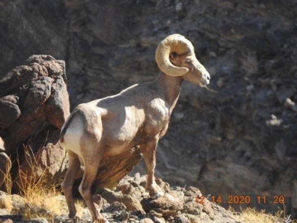 A stately bighorn sheep with giant horns 