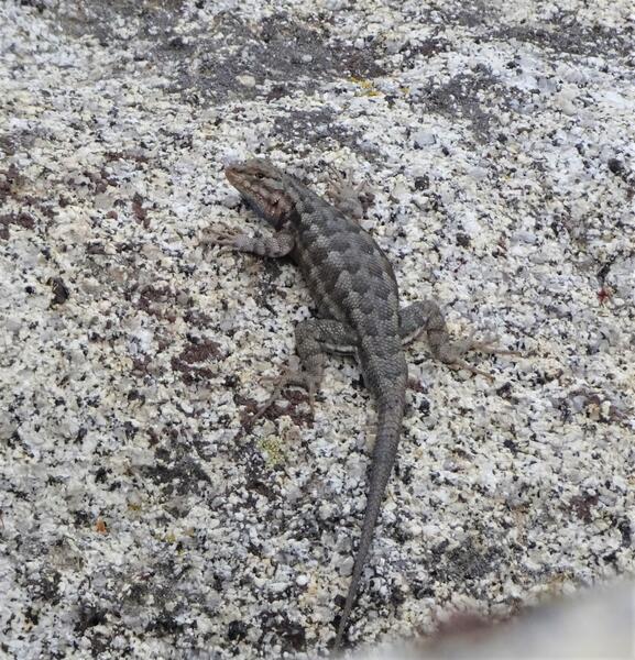 Small grey-looking lizard 