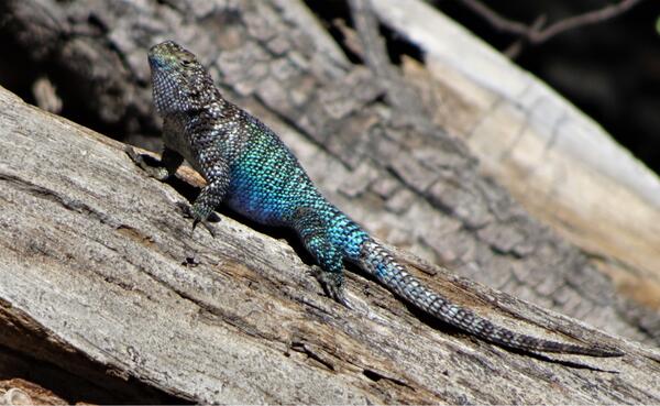 Colorful lizard in shades of blue and teal on a piece of wood