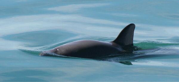 a Vaquita in the water, which looks like a smooth, short dolphin 