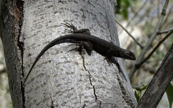 A lizard on a tree trunk