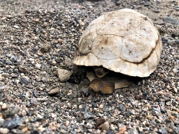 Desert tortoise on a gravelly path