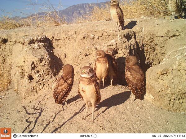 Burrowing owls in the desert 