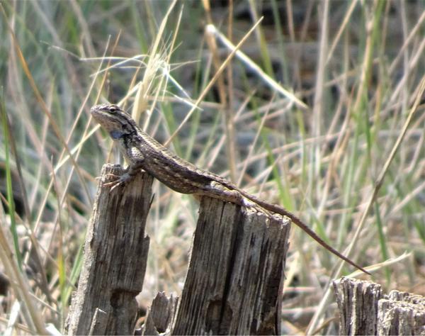 Some kind of lizard on a fence post