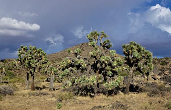 A field of Joshua trees and a brooding sky