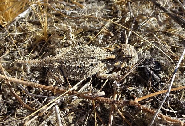 Another lizard, this time in some sticks and brush