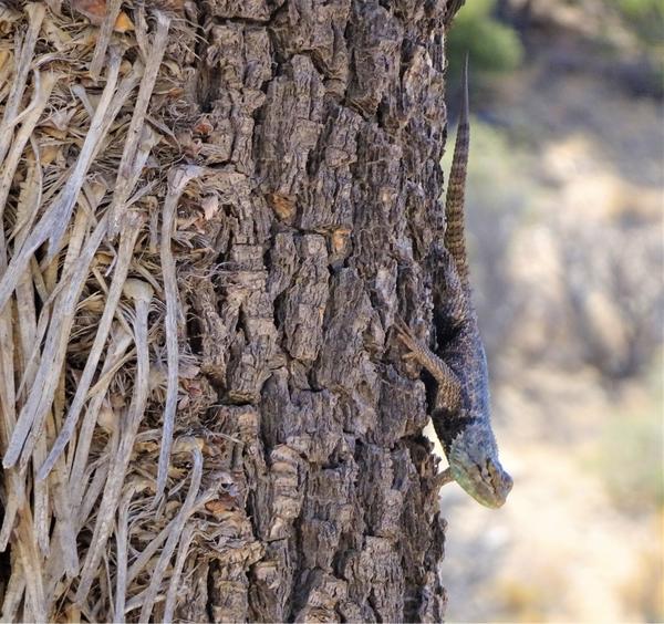 Spiny lizard 