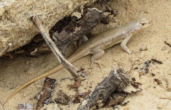 Lizard that looks pale and beige, like the sandy ground that surrounds it