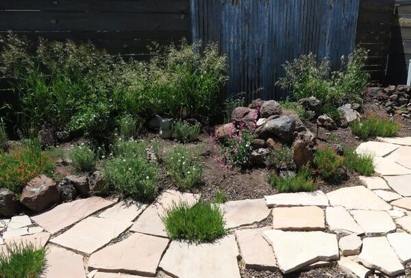 A backyard garden path with thick weeds between stones