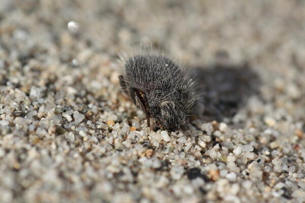 Dune beetle