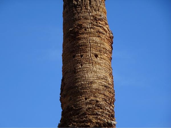 A hole in the trunk of a palm tree