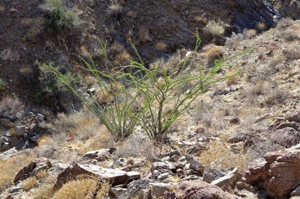 Blooming ocotillo