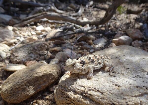 Horned lizard in the desert