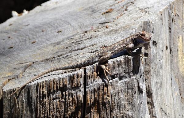 Lizard who blends in with grey rocky background