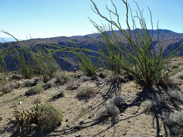 Lively green ocotillo plants