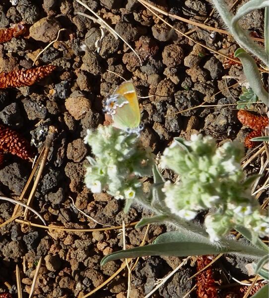 A green butterfly perched on a light green plant in the desert