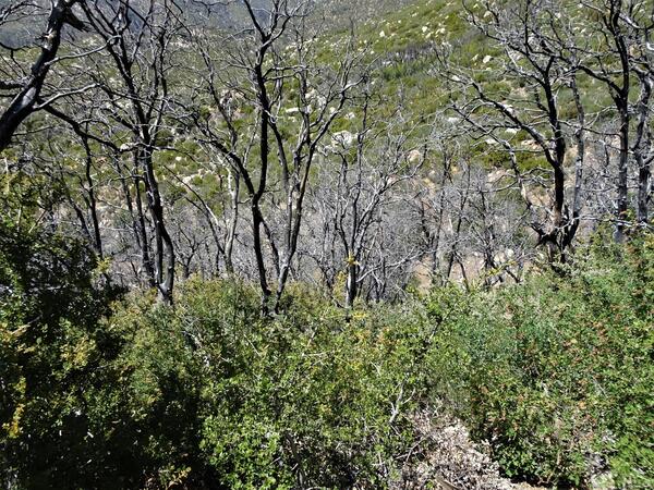 Spitler trail before the fire, I believe, since there are more trees